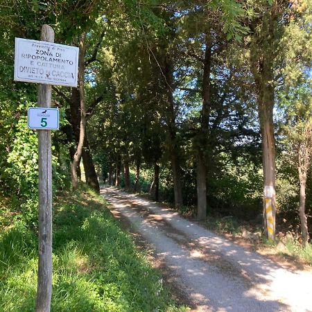 Le Giuncaie - Vigna Con Alloggio Montescudaio Eksteriør bilde