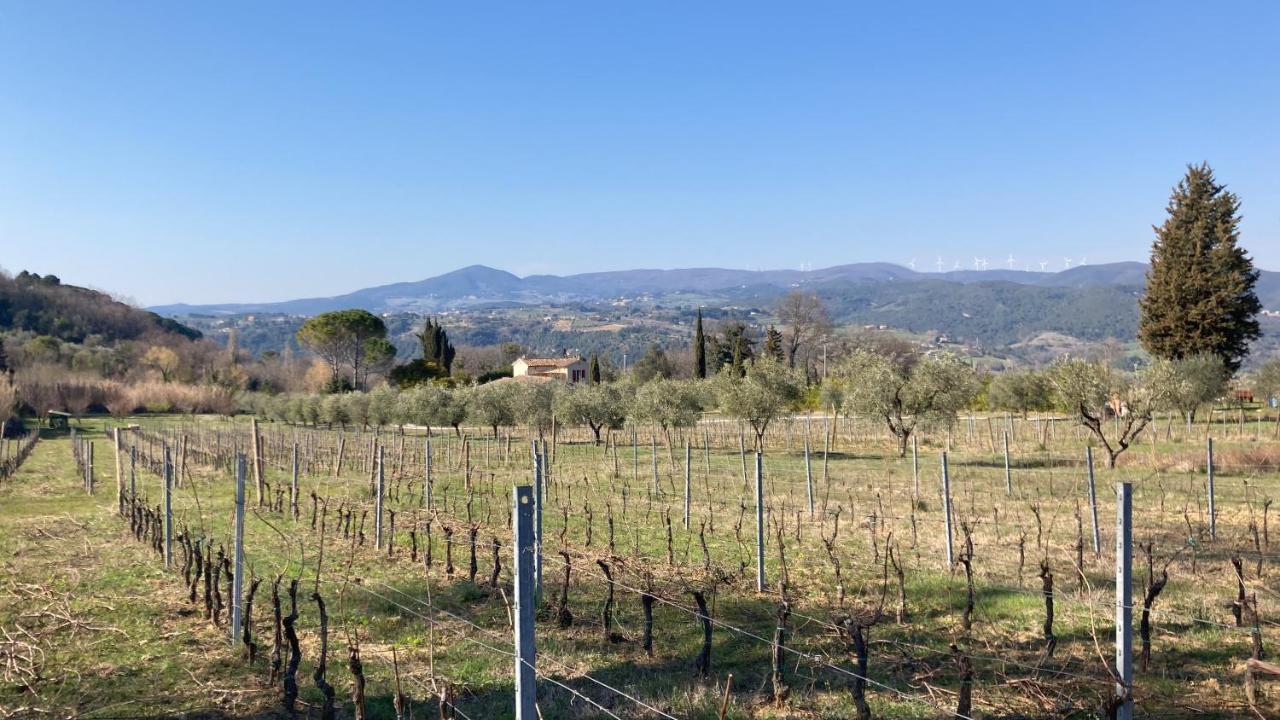Le Giuncaie - Vigna Con Alloggio Montescudaio Eksteriør bilde