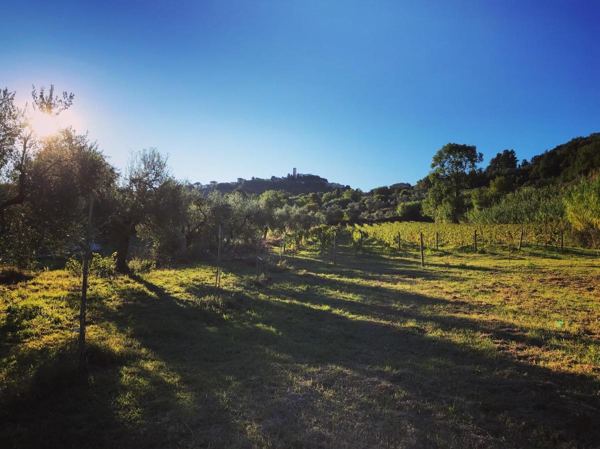 Le Giuncaie - Vigna Con Alloggio Montescudaio Eksteriør bilde