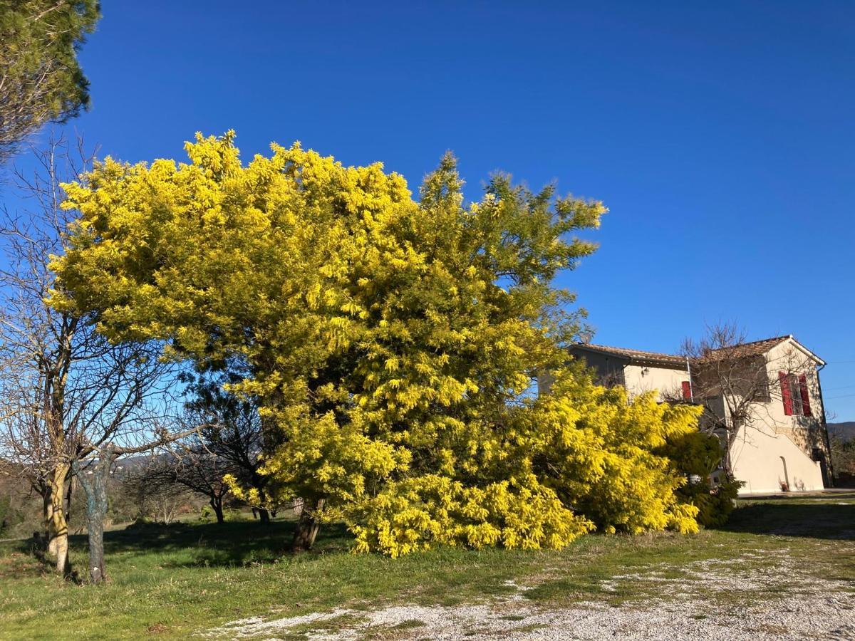 Le Giuncaie - Vigna Con Alloggio Montescudaio Eksteriør bilde