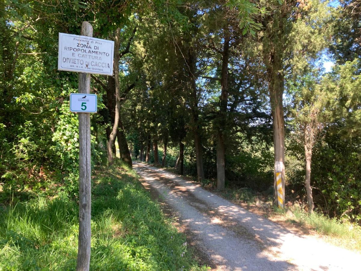 Le Giuncaie - Vigna Con Alloggio Montescudaio Eksteriør bilde